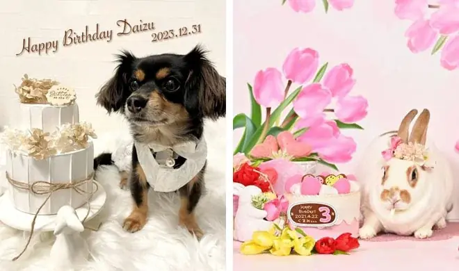 アニコムのペット特化型マーケティングリサーチサービス『ani voice』モニター登録者数が20,000人を突破！ペット共生社会へのさらなる価値提供へ 画像 4