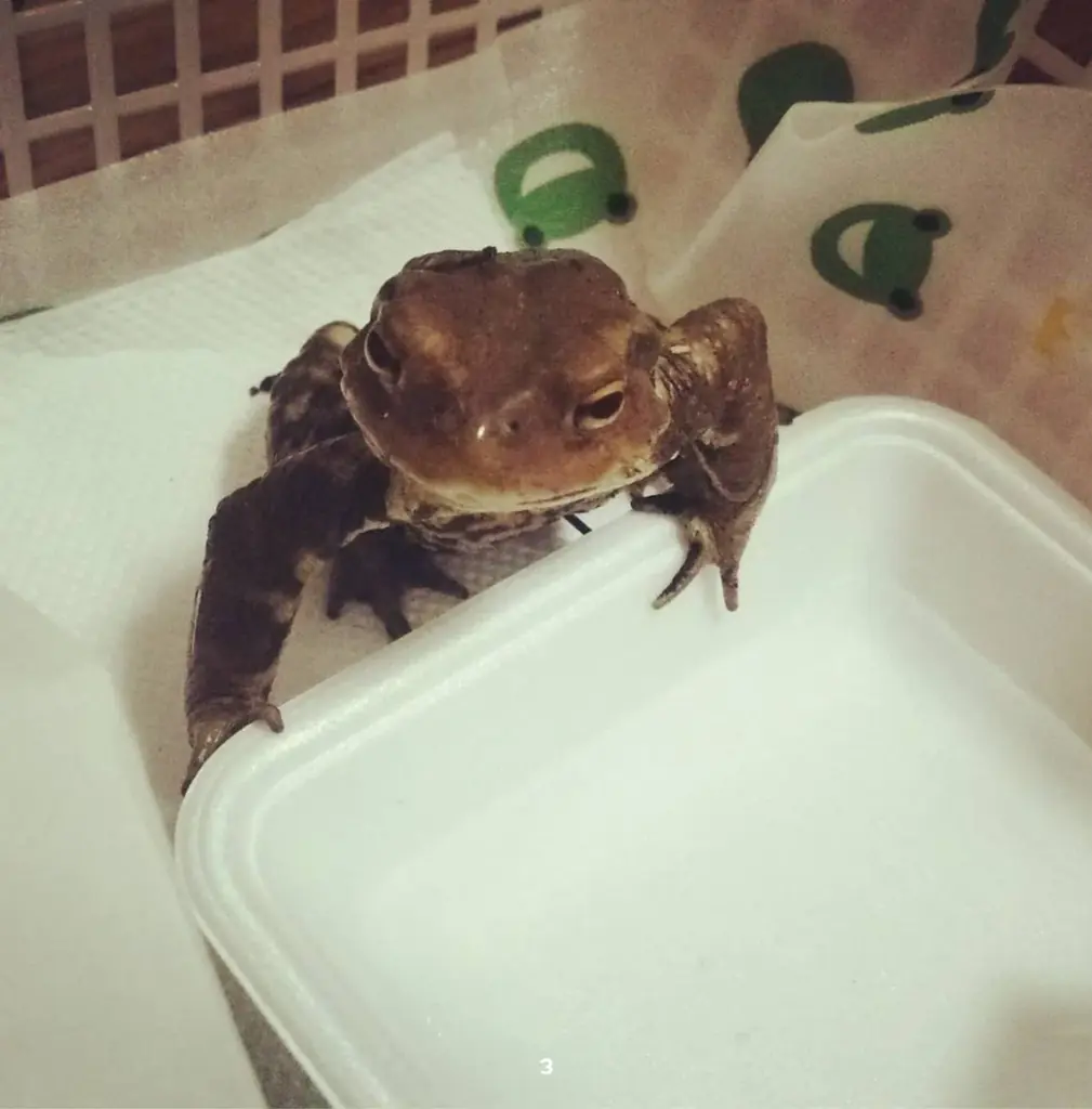 誰でもペットの写真集が出版できる時代に!うちのカエルの写真集が出版できました「うちのこ写真集」シリーズ第2弾『アズマヒキガエルのあずま君たち』の電子書籍版が発売! 画像 3