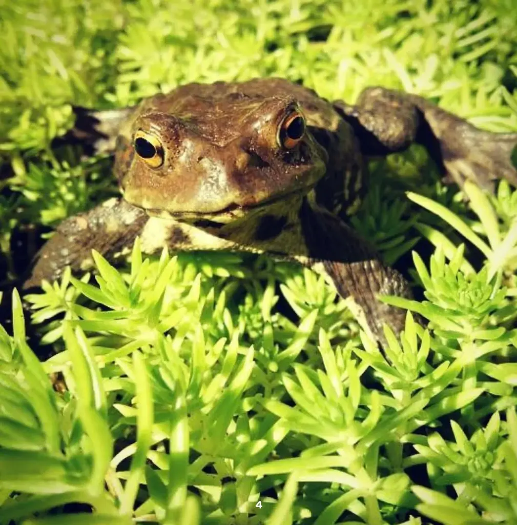 誰でもペットの写真集が出版できる時代に!うちのカエルの写真集が出版できました「うちのこ写真集」シリーズ第2弾『アズマヒキガエルのあずま君たち』の電子書籍版が発売! 画像 4