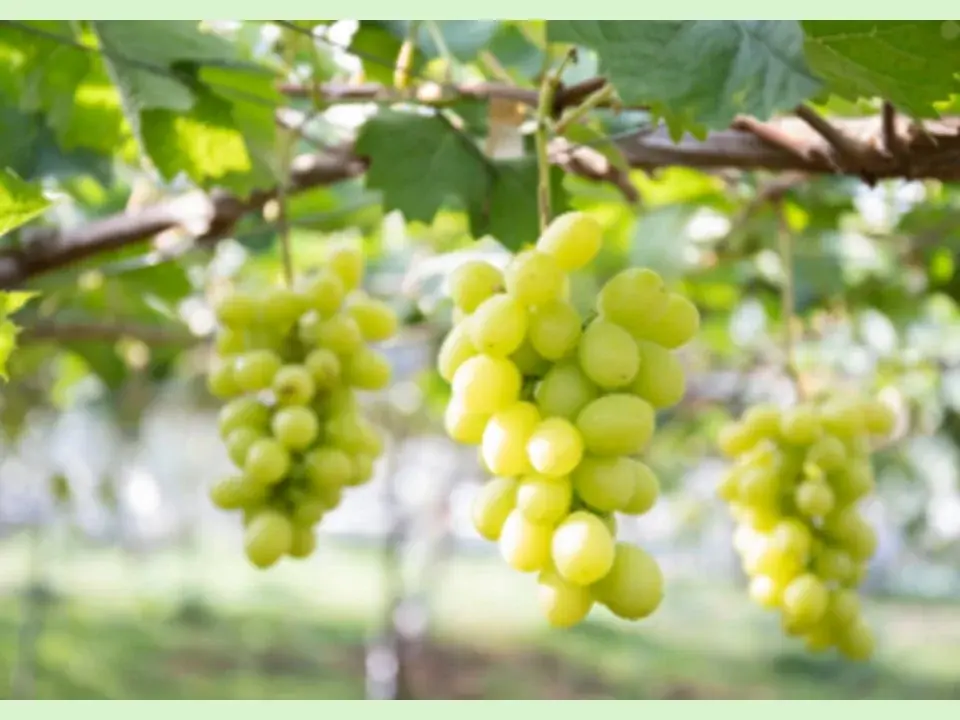 E20中央道　山梨県のSA・PAで「フルーツキャンペーン2025第一弾　もも祭り！」を開催！ 画像 2