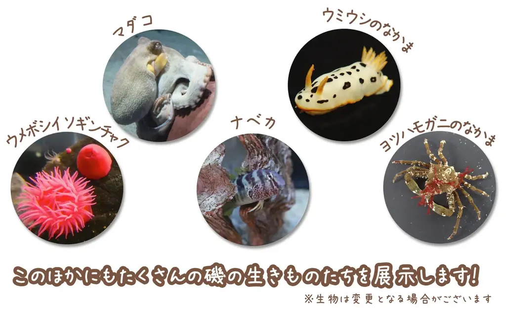 今年で3年連続3回目のコラボイベント開催! 今回は、アクアワールド・大洗に、サメになりきったすみっコたちがやってくる♪ すみっコぐらし水族館×アクアワールド・大洗 画像 4