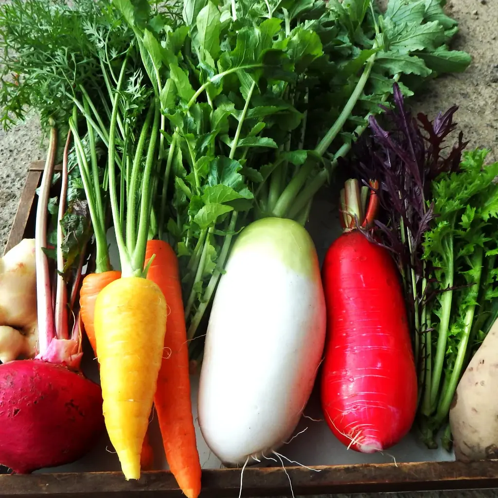 富士山麓の自然が育む、極上のオーガニック野菜をあなたの食卓に。『わっぱファーム・6種のお野菜セット』新発売！〈産地直送定期便〉も同時スタート 画像 3