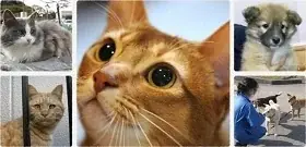 名作ゲーム『どこでもいっしょ』と猫部のコラボグッズに第2弾が登場！ トロたちといっしょの毎日が、もっと楽しくなる5アイテム。 画像 14