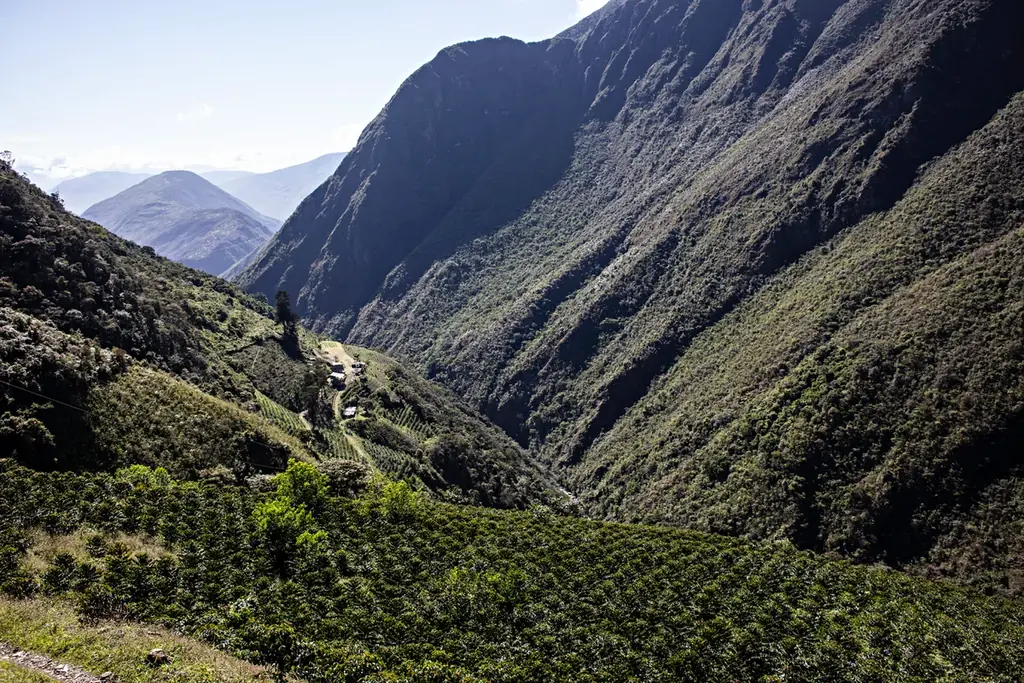 「天空の農園」が届ける世界最高峰の1杯「アグロタケシ ゲイシャ」、「アグロタケシ ブレンド ～アグロタケシ100％～ 」6月30日より販売開始 画像 2