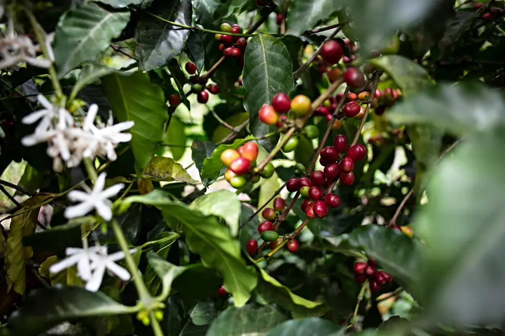 「天空の農園」が届ける世界最高峰の1杯「アグロタケシ ゲイシャ」、「アグロタケシ ブレンド ～アグロタケシ100％～ 」6月30日より販売開始 画像 3