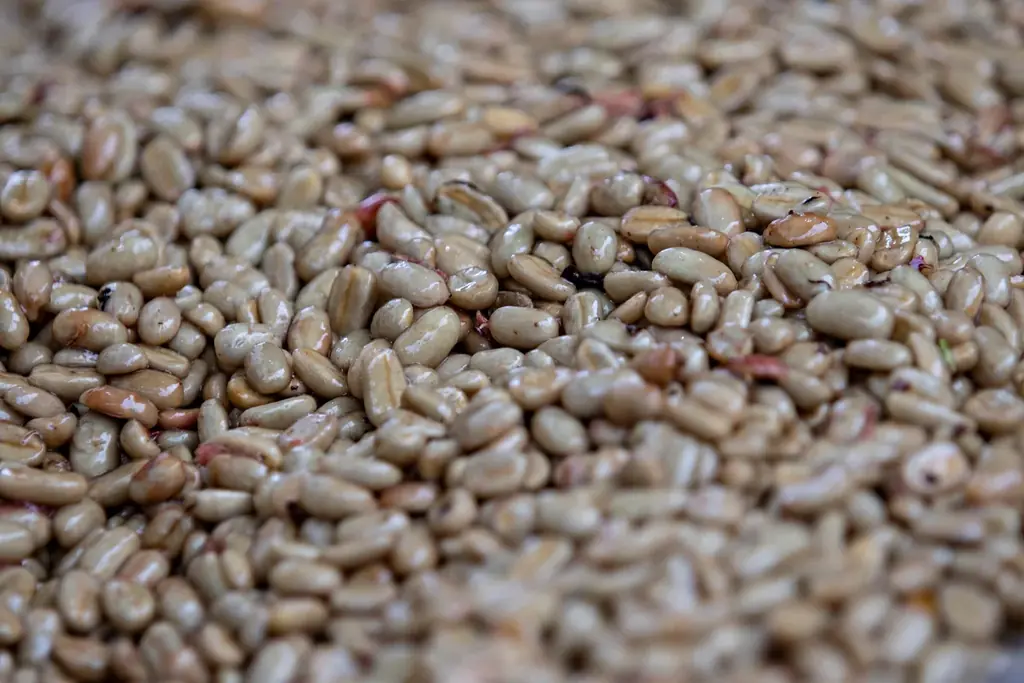 「天空の農園」が届ける世界最高峰の1杯「アグロタケシ ゲイシャ」、「アグロタケシ ブレンド ～アグロタケシ100％～ 」6月30日より販売開始 画像 4