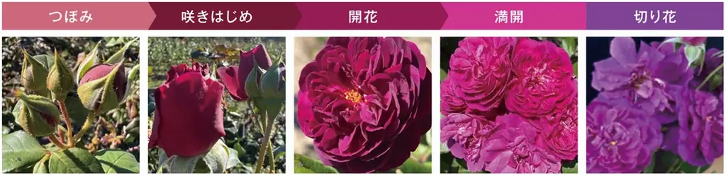 【ジュリーク40周年】2つ目のオリジナルローズを使ったミスト化粧水とハンドクリームを7/1に限定発売！ 画像 10