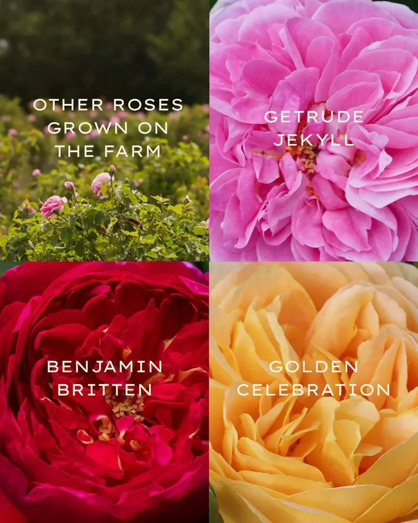 【ジュリーク40周年】2つ目のオリジナルローズを使ったミスト化粧水とハンドクリームを7/1に限定発売！ 画像 4