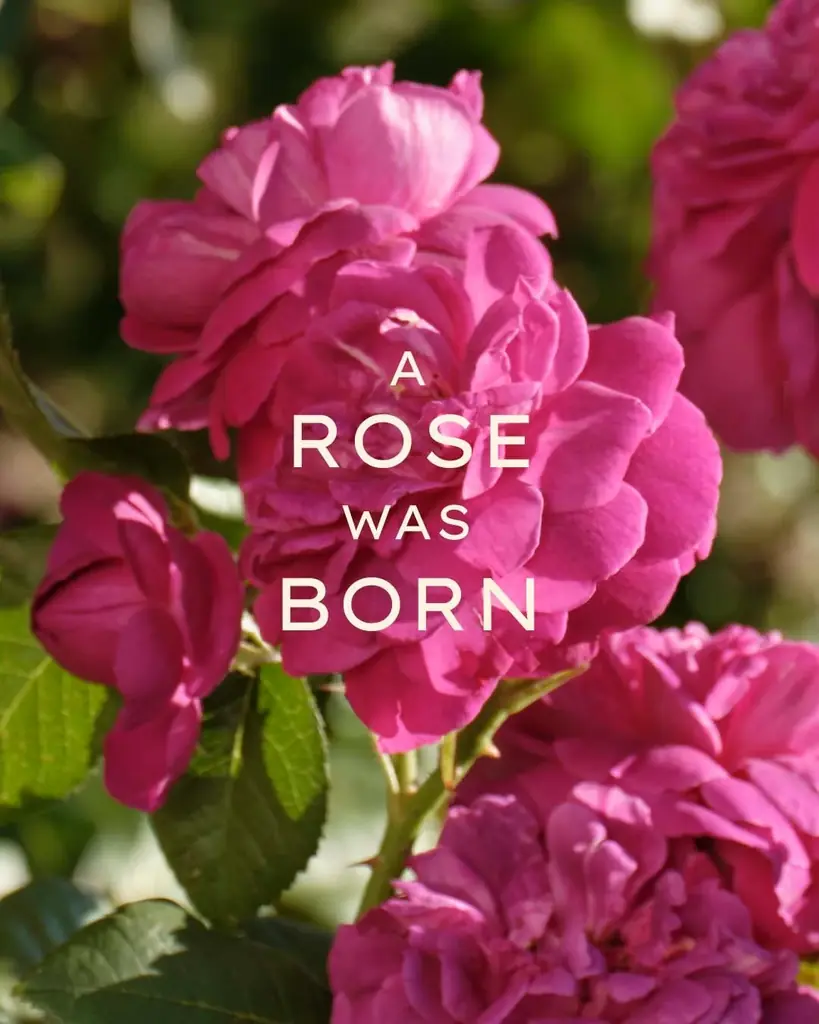 【ジュリーク40周年】2つ目のオリジナルローズを使ったミスト化粧水とハンドクリームを7/1に限定発売！ 画像 8