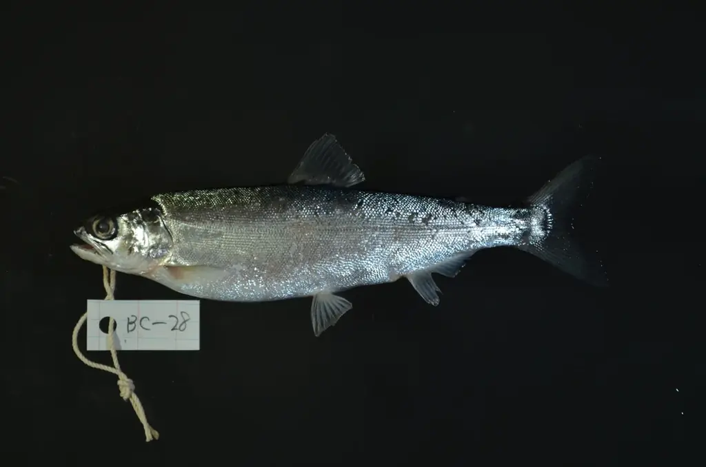 ビワマス新種展示