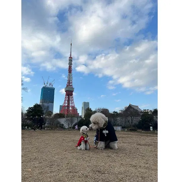 看板犬の写真集を簡単に出版できる「うちのこ写真集」シリーズ第5弾『スタンダードプードルのガホ』の電子書籍版が発売決定! 画像 4