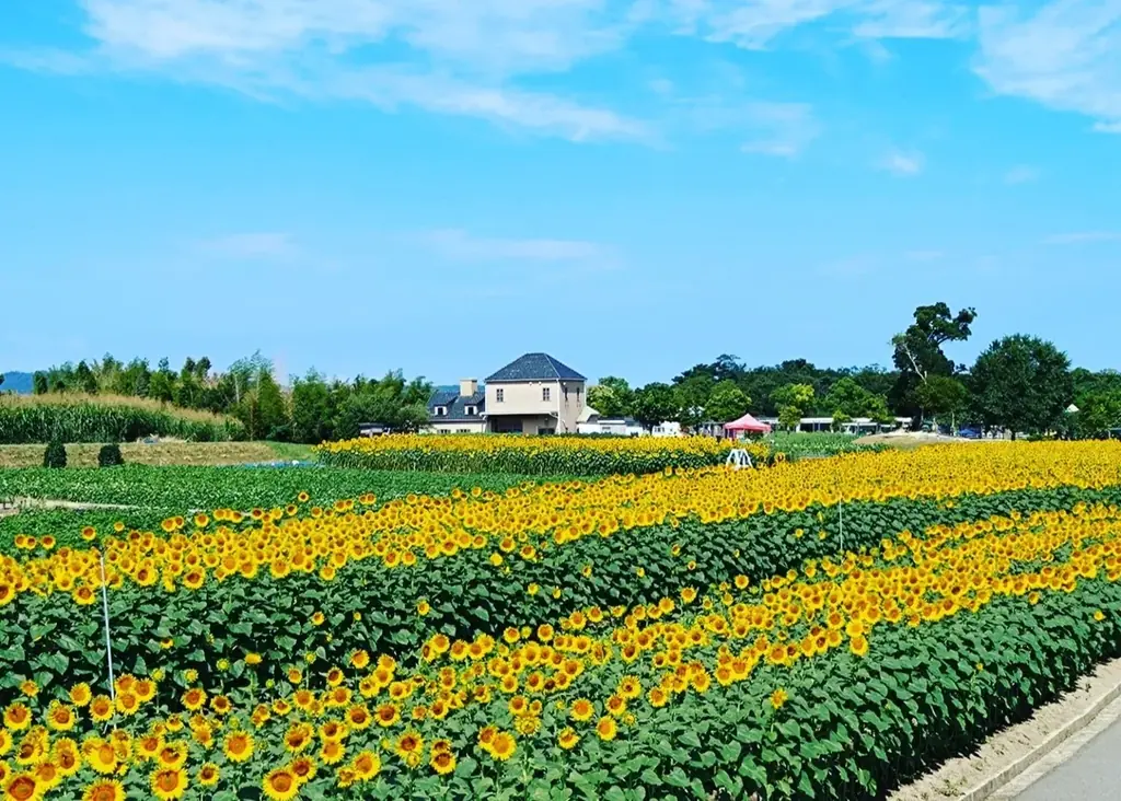 【ひまわりスイーツ】【星月夜カクテル】7/1～新発売☆きらめく海と月夜を愉しむオーシャンビューカフェで、ゴッホに浸る。 画像 6