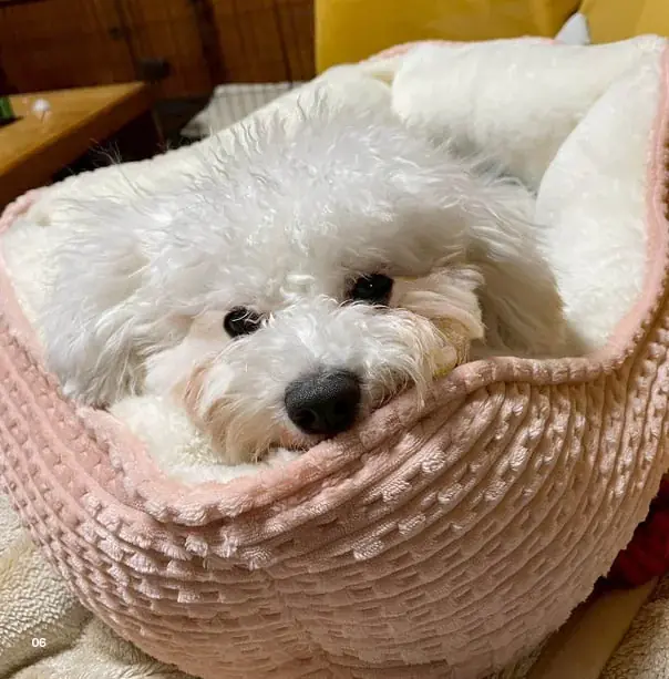 かわいい愛犬のフォトブックが本として残せる「うちのこ写真集」シリーズ第6弾『ビションフリーゼの華子』の電子書籍版が発売決定！ 画像 2