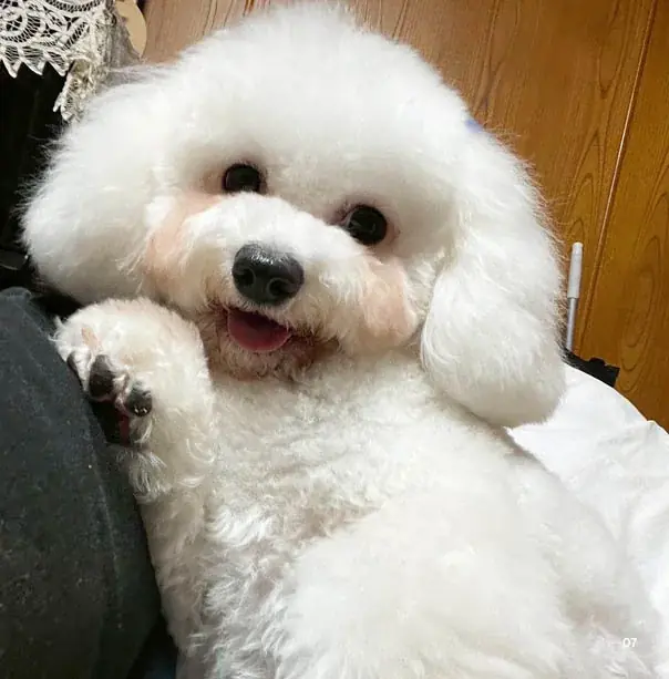 かわいい愛犬のフォトブックが本として残せる「うちのこ写真集」シリーズ第6弾『ビションフリーゼの華子』の電子書籍版が発売決定！ 画像 3