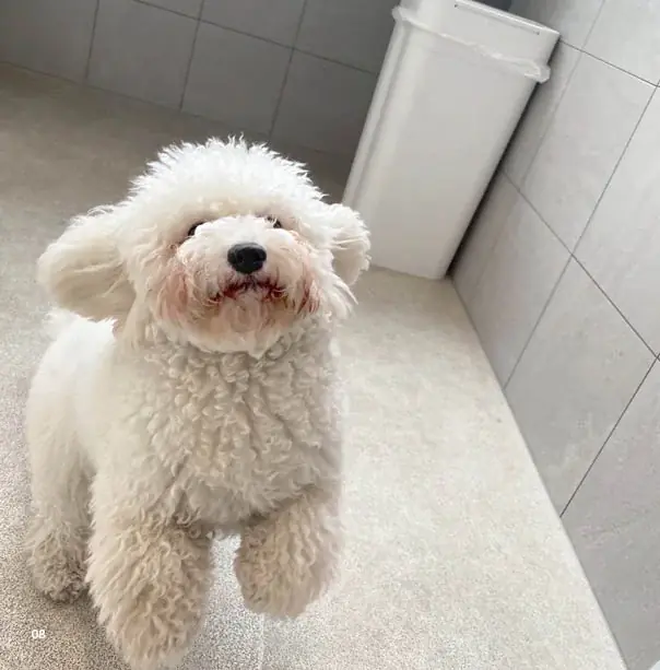 かわいい愛犬のフォトブックが本として残せる「うちのこ写真集」シリーズ第6弾『ビションフリーゼの華子』の電子書籍版が発売決定！ 画像 4