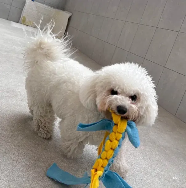 かわいい愛犬のフォトブックが本として残せる「うちのこ写真集」シリーズ第6弾『ビションフリーゼの華子』の電子書籍版が発売決定！ 画像 5