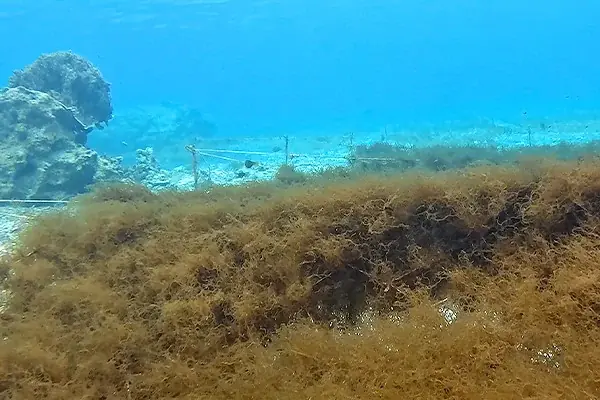 2025年日本国際博覧会「フューチャーライフヴィレッジ」ニュースレター6月号第2弾〜7月「ベストプラクティスデー」情報＆地方企業出展コンテンツ特集〜 画像 11