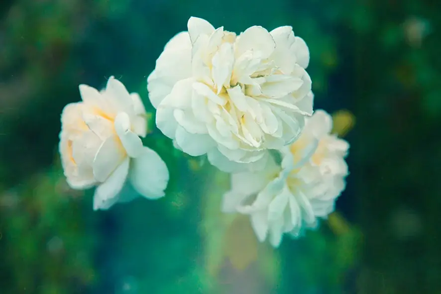 【英国式リフレクソロジーサロンクイーンズウェイ】　　　　　　　　初夏をまとう“白茶の香り”キャンペーン開催 画像 2