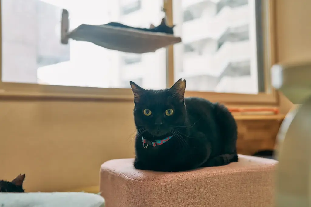 【あべの 猫ごよみ展】大阪市阿倍野区の保護猫施設「ホーリーハウス」にて月替わりで猫作家展を開催。落ち着いた古民家で、猫と美食に癒され、個性あふれる猫作品と出会えるー。ご来場が保護猫の支援に繋がります。 画像 6