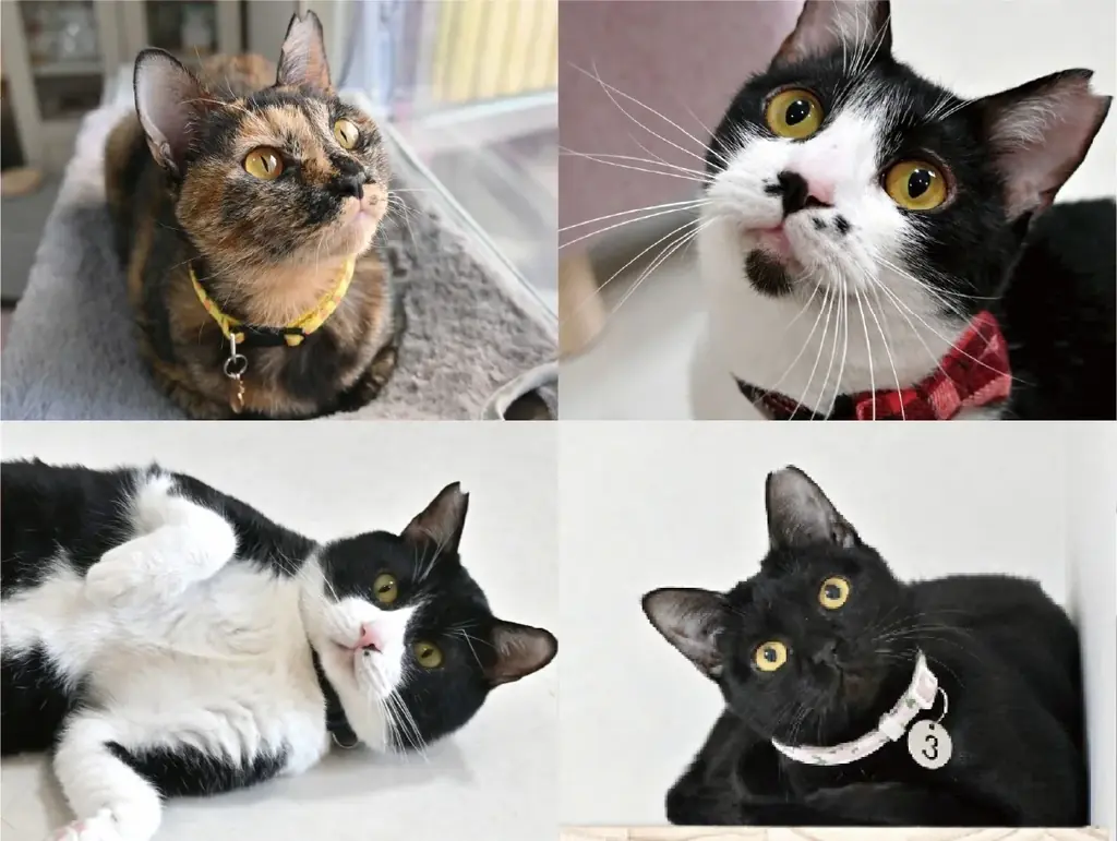 【あべの 猫ごよみ展】大阪市阿倍野区の保護猫施設「ホーリーハウス」にて月替わりで猫作家展を開催。落ち着いた古民家で、猫と美食に癒され、個性あふれる猫作品と出会えるー。ご来場が保護猫の支援に繋がります。 画像 9