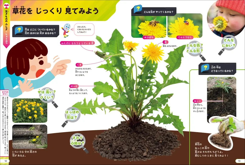 【特別な体験があたるキャンペーン開催】角川の集める図鑑ＧＥＴ！5周年フェア、2025年7月1日（火）より開催！ 画像 5