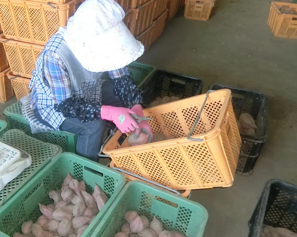 ねっとりあま~い安納芋、ふるさと納税で先行予約開始! ご当地の鹿児島県中種子町 画像 5