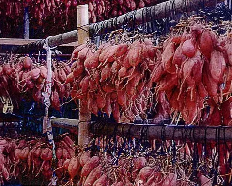 ねっとりあま～い安納芋、ふるさと納税で先行予約開始！ ご当地の鹿児島県中種子町 画像 7