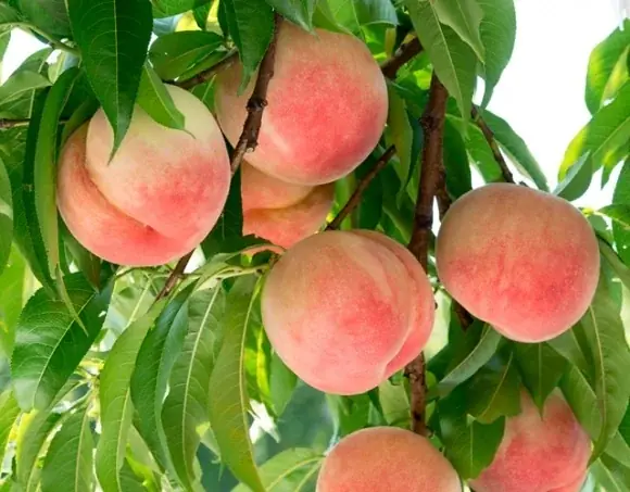 アンリ・シャルパンティエ×山梨県産プレミアムフルーツのコラボレーション！ 画像 4