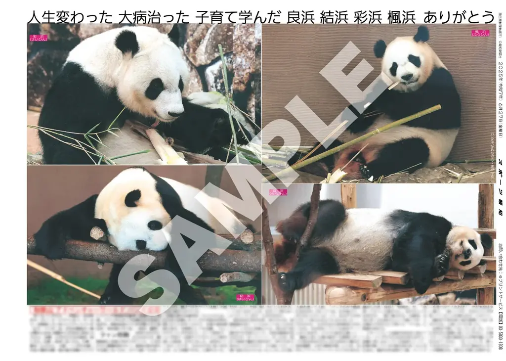 スポーツ報知コンビニプリントにパンダの紙面が登場 画像 1
