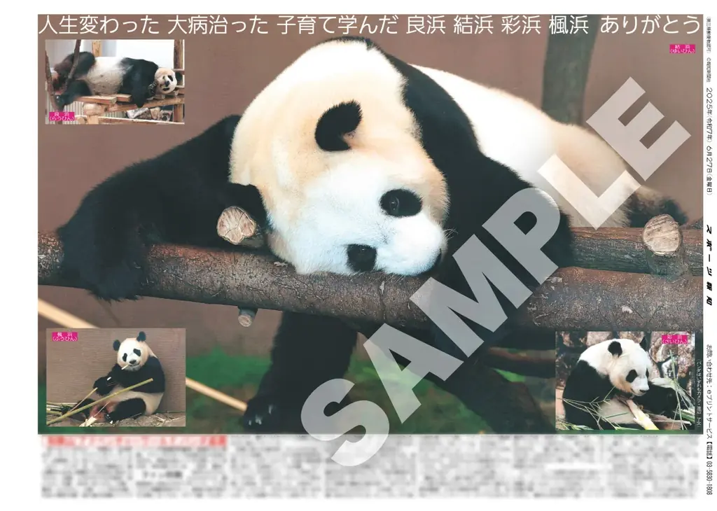 スポーツ報知コンビニプリントにパンダの紙面が登場 画像 2