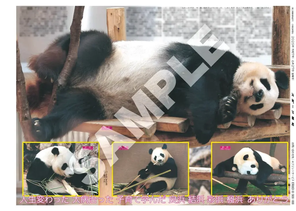 スポーツ報知コンビニプリントにパンダの紙面が登場 画像 3