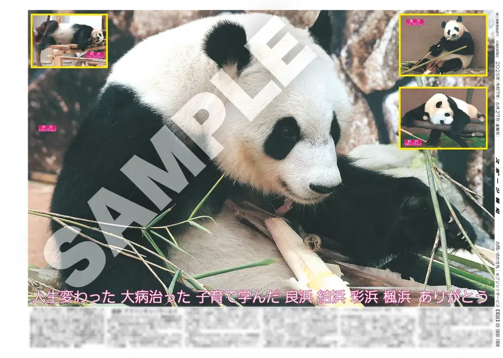 スポーツ報知コンビニプリントにパンダの紙面が登場 画像 4