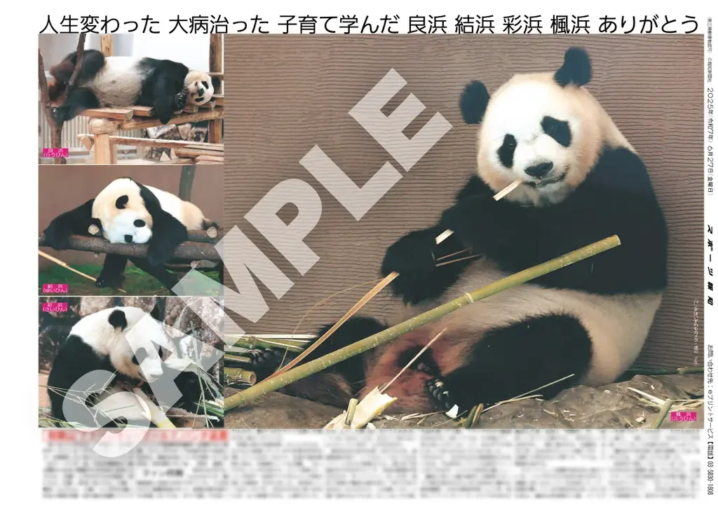 スポーツ報知コンビニプリントにパンダの紙面が登場 画像 5
