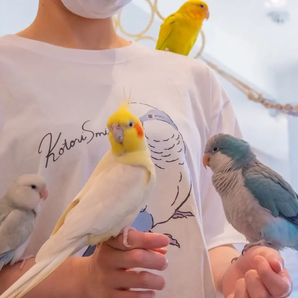 セキセイインコと夏を楽しもう！「セキセイインコの夏祭り」が７/１からSTART！ひんやりスイーツ×ことりたちでこの夏いちばんの癒しタイム♪ 画像 8