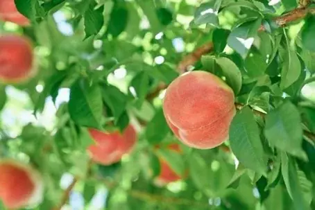 高級洋菓子ブランド「アンリ・シャルパンティエ」×山梨県産プレミアムフルーツ 画像 6