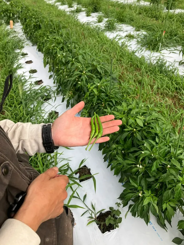 JR大宮駅「エキュート大宮」埼玉県産とうがらし9種を使用した夏の旨辛グルメ集結!!全て新作！エキュート大宮限定の12商品が登場！「十色の刺激」初開催!! 画像 25