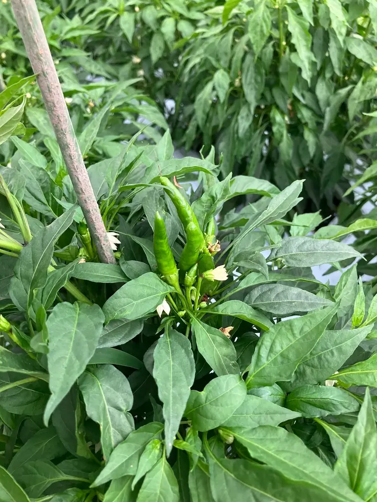 JR大宮駅「エキュート大宮」埼玉県産とうがらし9種を使用した夏の旨辛グルメ集結!!全て新作！エキュート大宮限定の12商品が登場！「十色の刺激」初開催!! 画像 26