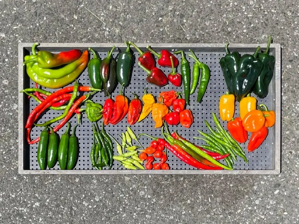 JR大宮駅「エキュート大宮」埼玉県産とうがらし9種を使用した夏の旨辛グルメ集結!!全て新作！エキュート大宮限定の12商品が登場！「十色の刺激」初開催!! 画像 27