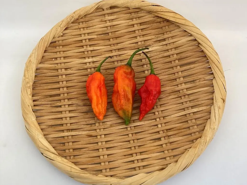 JR大宮駅「エキュート大宮」埼玉県産とうがらし9種を使用した夏の旨辛グルメ集結!!全て新作！エキュート大宮限定の12商品が登場！「十色の刺激」初開催!! 画像 4