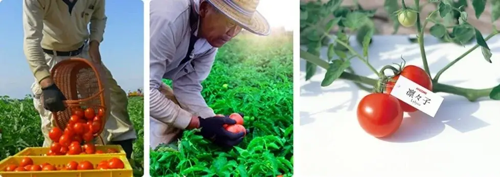 旬の国産トマトを100％使用したストレートジュースが今年も数量限定で登場！「カゴメトマトジュースプレミアム」8月5日発売 画像 4