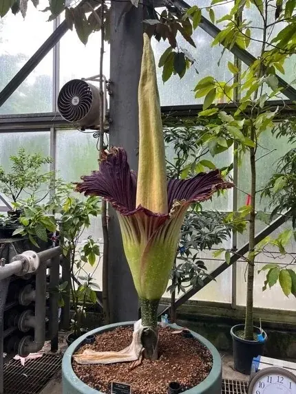 2025年7月上旬開花予定！筑波で世界最大級ショクダイオオコンニャク観察