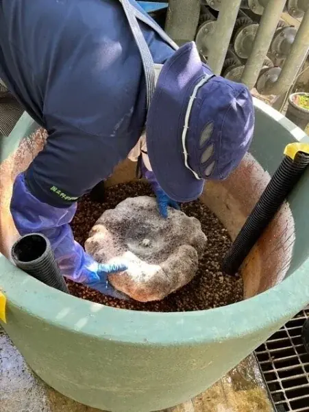 【国立科学博物館 筑波実験植物園】世界で最も大きな「花」のひとつショクダイオオコンニャクが開花します！ 画像 2