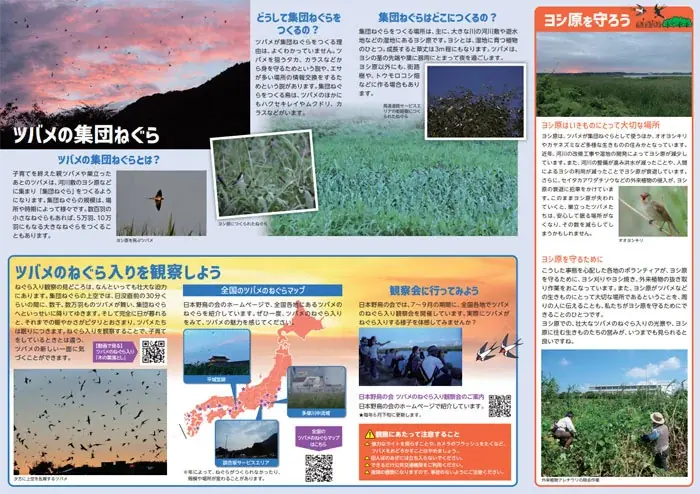 ツバメのねぐら入りの魅力を伝えるパンフレット『おやすみツバメ』を無料プレゼント！ 画像 2