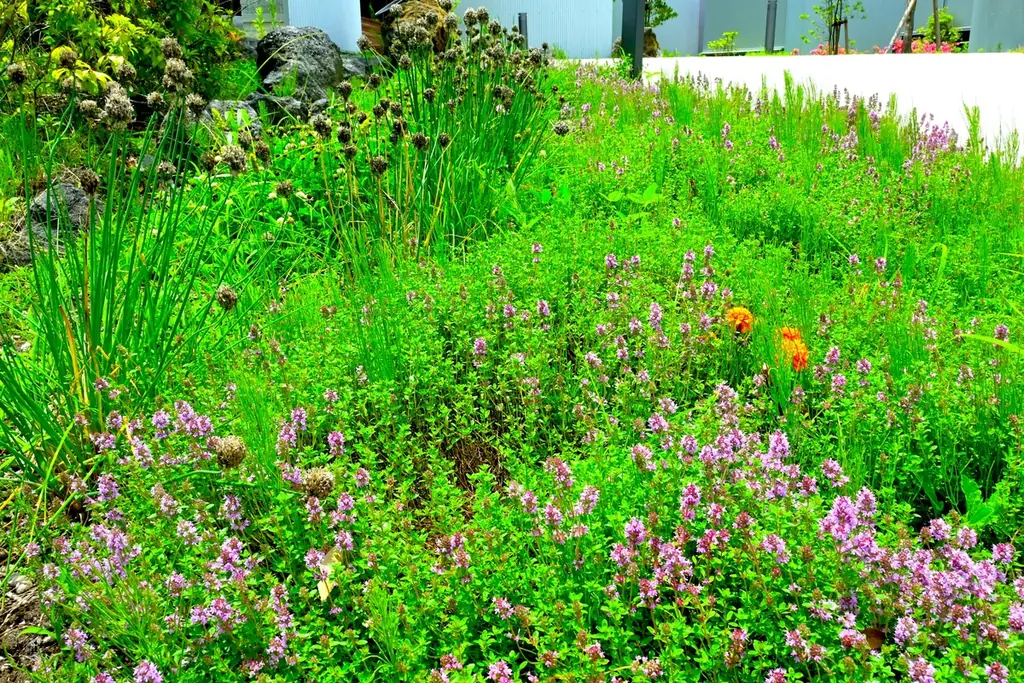 富士の夏、香るハーブと地の恵み。BLANC FUJIが贈る、夏季限定ディナーコースを7月5日より提供開始 画像 10