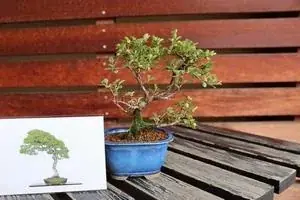 さいたま市大宮盆栽美術館で「ゆかた de 盆美」を実施します！ 画像 3