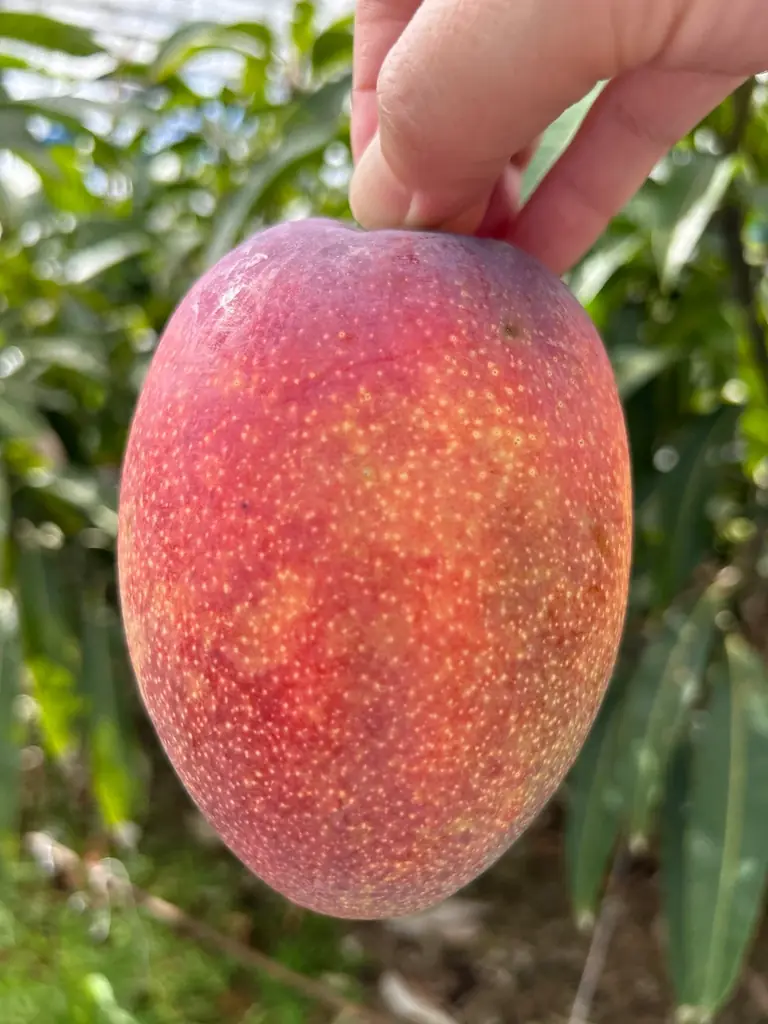 『夏限定！“桃・メロン・マンゴー”が食べ放題』7/8よりスイーツパラダイスでフルーツ食べ放題コース開催決定 画像 6