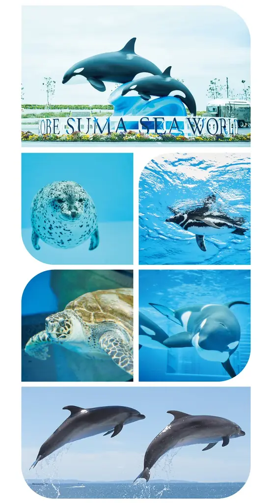 子供服ブランド「BeBe(株式会社ベベ）」より「神戸須磨シーワールド」とのコラボレーションアイテムが登場！ 画像 3