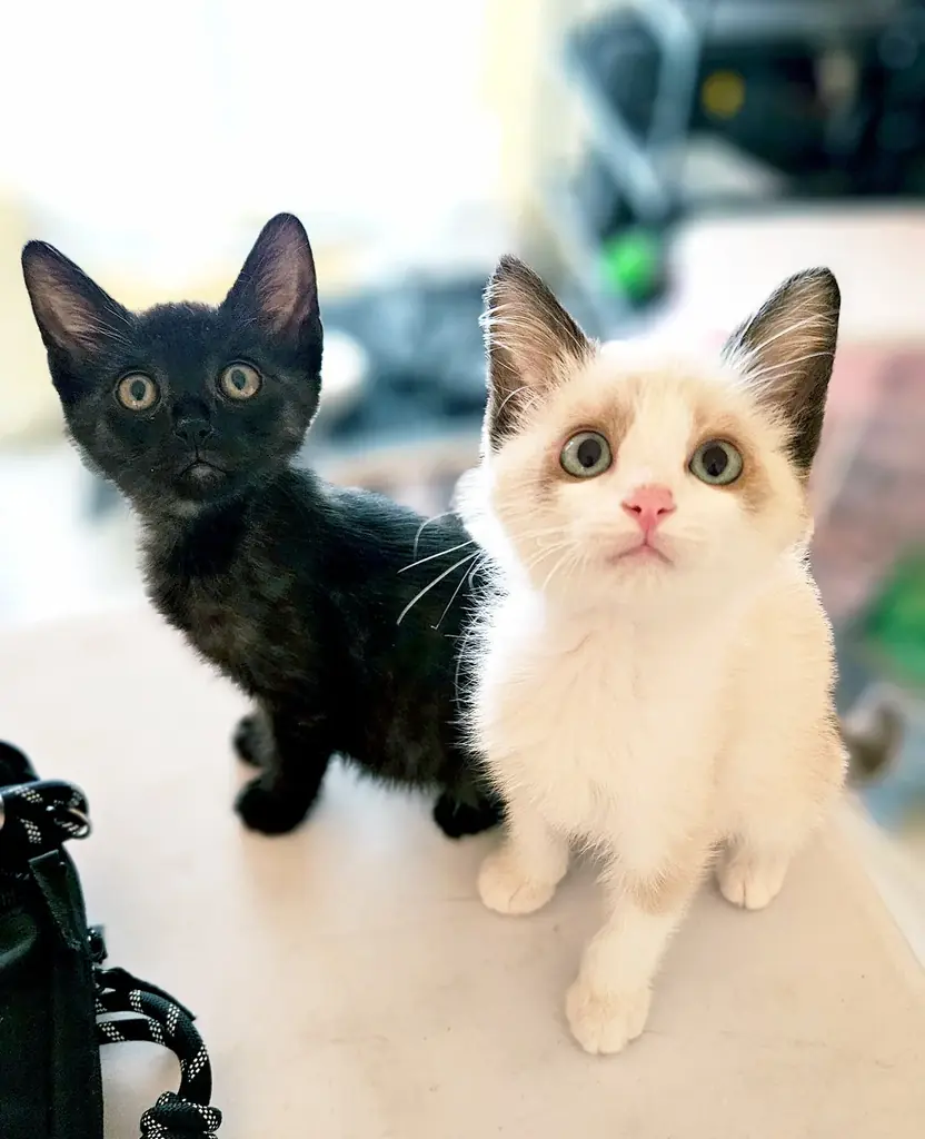 「世界のMUSASHI個展」に動物愛護団体「つかねこ」が参加決定 画像 2