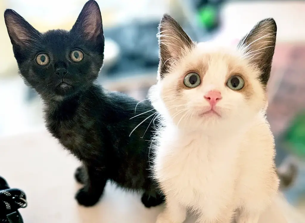 「世界のMUSASHI個展」に動物愛護団体「つかねこ」が参加決定 画像 6