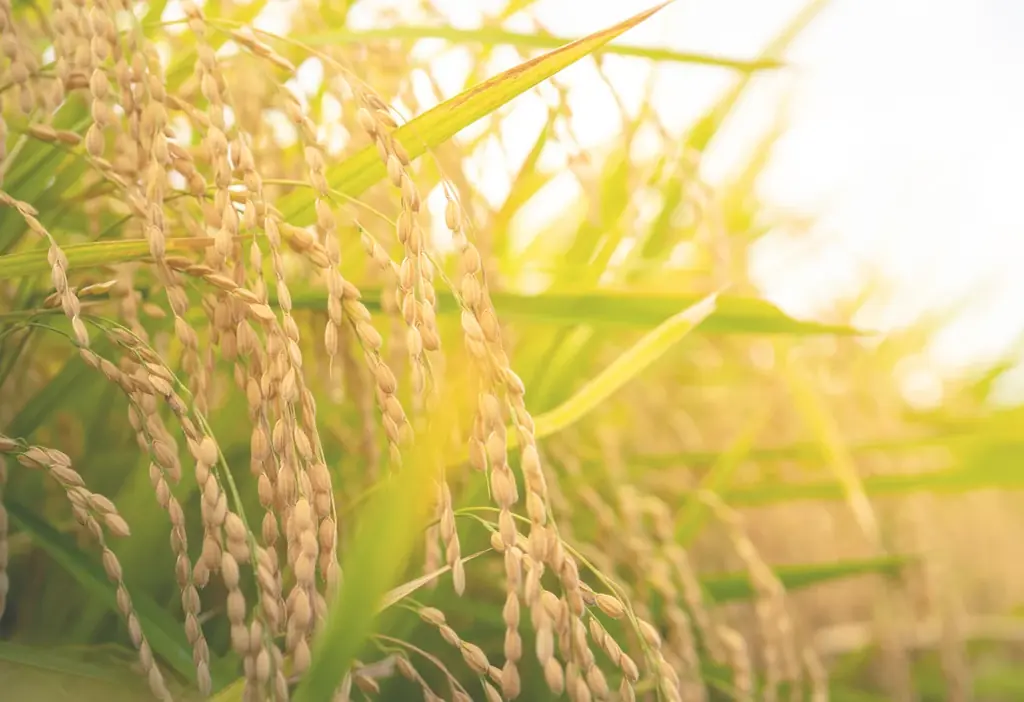 「手軽」「栄養」「おいしい」多くの女性からの支持を受け100万食突破！『金賞の一膳』プレゼント！七夕キャンペーン！！ 画像 8